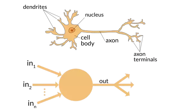 Natural and artificial neurons